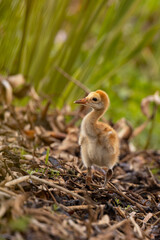 A baby sandhill crane (Antigone canadensis) in Sarasota County, Florida
