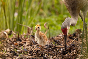 An adorable baby sandhill crane (Grus canadensis) joins its parent, who appears to be foraging for food, in Sarasota County, Florida.