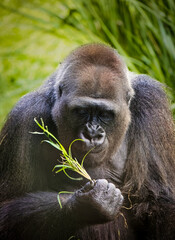 Fototapeta premium Silver Back Gorilla of the wild