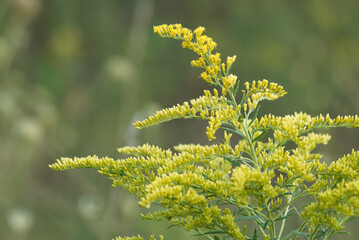 Canada goldenrod