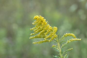 Canadian goldenrod