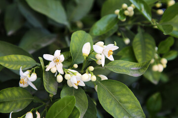 Beautiful grapefruit flowers blooming on tree branch outdoors
