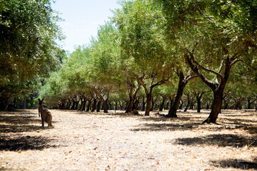 Olive Groves - Western Australia