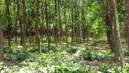 Núi Đất rubber plant's Vietnam