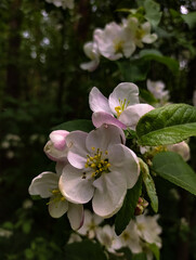Spring apple flowers tree blossom. Closeup macro portrait 