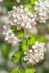 Vertical image of parsley hawthorn blossoms.