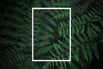tropical tree background and white frame dark green fern wallpaper Dark green forest backdrop, nature-toned page layout background, green fern and white frame, gradation. © Birch Photography