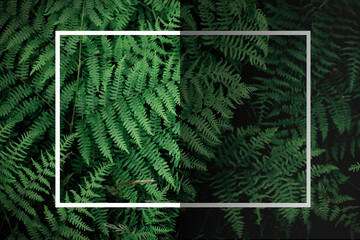tropical tree background and white frame dark green fern wallpaper Dark green forest backdrop, nature-toned page layout background, green fern and white frame, gradation. © Birch Photography