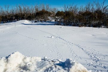 Obraz premium track in the snow