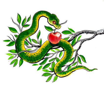 Snake with apple. Ink and watercolor drawing