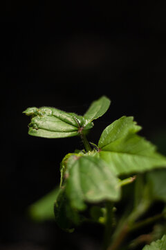 hermosa fotograf&iacute;a macro de una planta con fondo negro