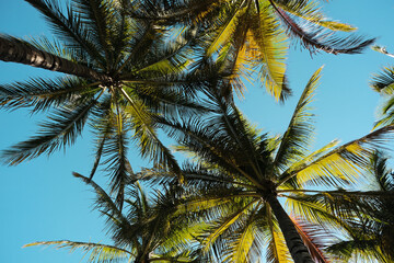 Fototapeta na wymiar Tropical green palm trees from down up view with a clear blue sky