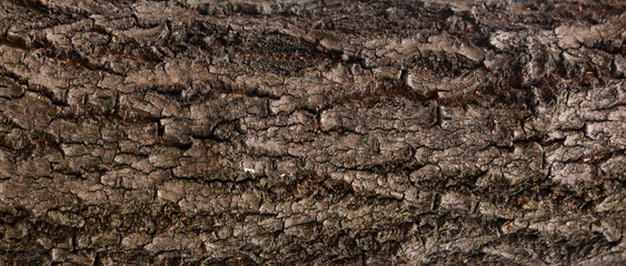 Enlarged and detailed horizontal texture photo background of reddish dark brown pine tree bark with splitted and cracked surface