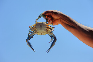 blue crab in man's hand on blue sky background