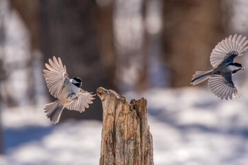 chickadees on a post in winter © jamie