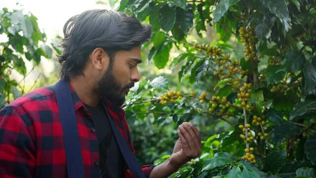 4K Indian man farmer harvest picking ripe cherry Arabica coffee berries beans at coffee plantation in Southeast Asia. Male farmer growing organic robusta and arabica coffee crop plant in natural field