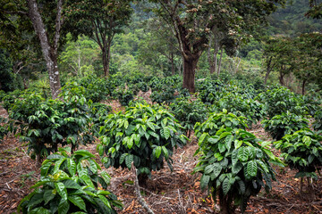 Fototapeta na wymiar Plantas de café bajo sombra en la Sierra Madre de Chiapas
