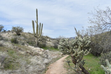 Arizona Trail to Picketpost Mountain, Hiking on Sunny Day