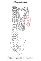 Medical illustration of Elbow extension arm muscle, side view of arm. See through the skin, half body bones. Line drawings editable stroke vector for student learning, medicine, and sports science.