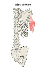 Medical illustration of Elbow extension arm muscle, side view of arm. See through the skin, half body bones. Line drawings vector for student learning, medicine, and sports science.