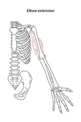 Medical illustration of Elbow extension arm muscle, side view of arm. See through the skin, half body bones. Line drawings vector for student learning, medicine, and sports science.