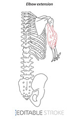 Medical illustration of Elbow extension arm muscle, side view of arm. See through the skin, half body bones. Line drawings editable stroke vector for student learning, medicine, and sports science.
