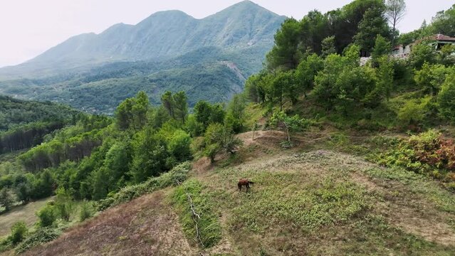 Brown mare feeding on a hill overlooking mountains and forest
