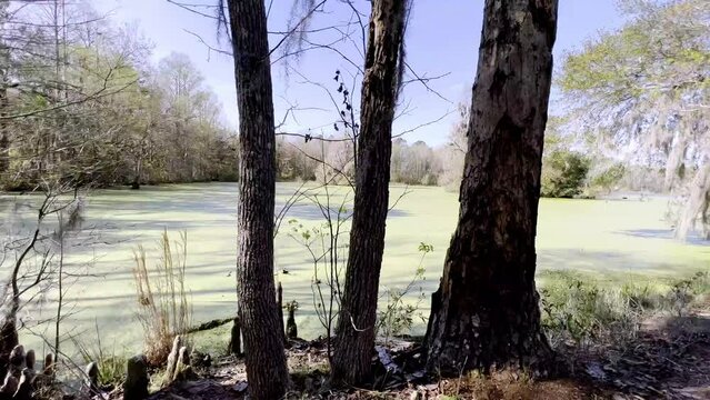 Cypress Knees And Swamp At Magnolia Gardens Near Charleston Sc, South Carolina