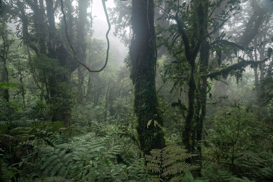 La niebla baja dando humedad en el bosque mesófilo de la Reserva de la Biosfera El Triunfo en Chiapas.