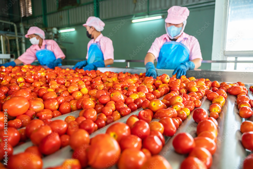 Wall mural Asian workers sorting tomatoes on a conveyor belt in a tomato factory. food industry. Selective focus on tomatoes.