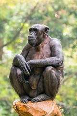 Naklejka premium The chimpanzee also known as simply the chimp, is a species of great ape native to the forest and savannah of tropical Africa