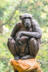 The chimpanzee also known as simply the chimp, is a species of great ape native to the forest and savannah of tropical Africa