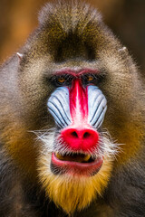The mandrill (Mandrillus sphinx) are the wolrd's largest monkeys. They are also the most colourful primates - obrazy, fototapety, plakaty