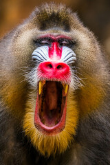 The mandrill (Mandrillus sphinx) are the wolrd's largest monkeys. They are also the most colourful...
