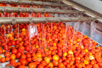 Tomatoes on the conveyor belt of an automatic washing machine in the tomato industry. Food Industry.