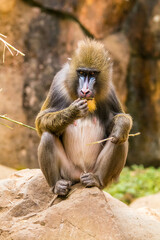 The mandrill (Mandrillus sphinx) are the wolrd's largest monkeys. They are also the most colourful primates