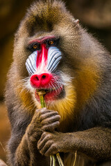 The mandrill (Mandrillus sphinx) are the wolrd's largest monkeys. They are also the most colourful...