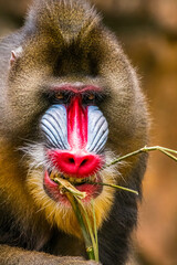The mandrill (Mandrillus sphinx) are the wolrd's largest monkeys. They are also the most colourful primates © lessysebastian