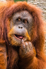 Orangutans are great apes native to the rainforests of Indonesia and Malaysia. They are now found only in parts of Borneo and Sumatra