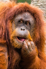 Orangutans are great apes native to the rainforests of Indonesia and Malaysia. They are now found only in parts of Borneo and Sumatra
