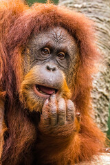 Orangutans are great apes native to the rainforests of Indonesia and Malaysia. They are now found only in parts of Borneo and Sumatra