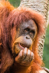 Orangutans are great apes native to the rainforests of Indonesia and Malaysia. They are now found only in parts of Borneo and Sumatra