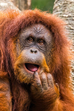 Orangutans are great apes native to the rainforests of Indonesia and Malaysia. They are now found only in parts of Borneo and Sumatra