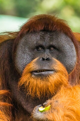 Orangutans are great apes native to the rainforests of Indonesia and Malaysia. They are now found only in parts of Borneo and Sumatra