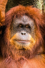 Orangutans are great apes native to the rainforests of Indonesia and Malaysia. They are now found only in parts of Borneo and Sumatra