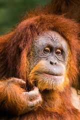 Orangutans are great apes native to the rainforests of Indonesia and Malaysia. They are now found only in parts of Borneo and Sumatra