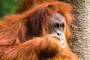 Orangutans are great apes native to the rainforests of Indonesia and Malaysia. They are now found...