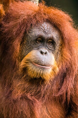 Orangutans are great apes native to the rainforests of Indonesia and Malaysia. They are now found only in parts of Borneo and Sumatra