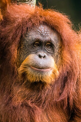 Orangutans are great apes native to the rainforests of Indonesia and Malaysia. They are now found only in parts of Borneo and Sumatra