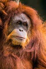 Orangutans are great apes native to the rainforests of Indonesia and Malaysia. They are now found...